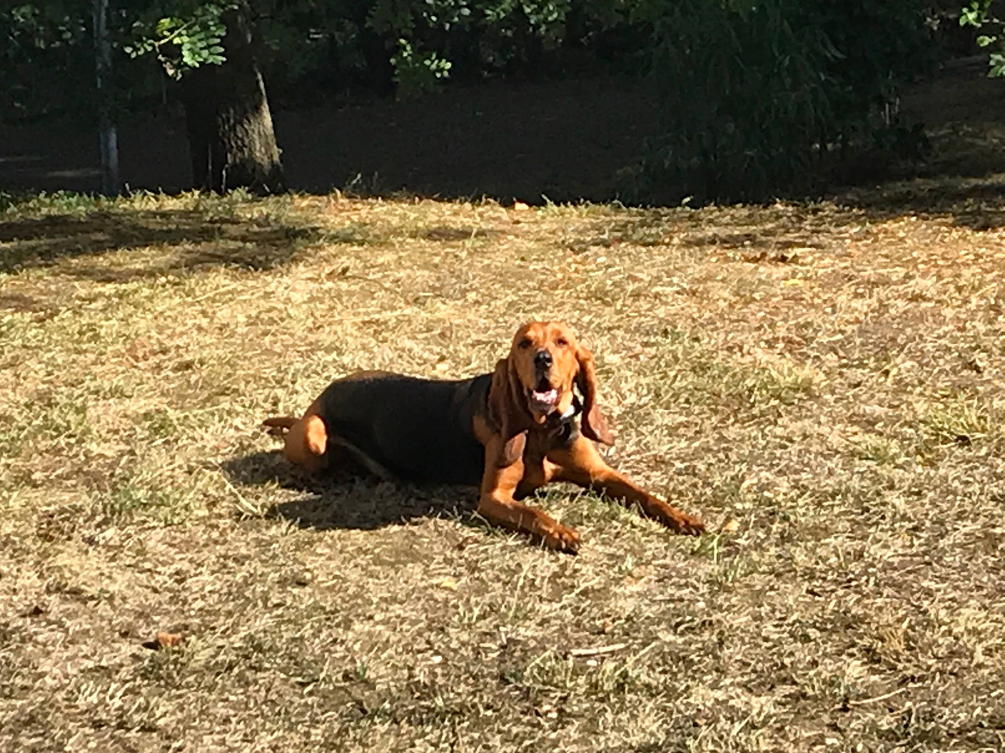 Ozzy a rejoint le concours — aidez-le/la à gagner de superbes lots ! carnivore, companion_dog, dog, dog_breed, fawn, field, grass, grassland, guard_dog, happy, landscape, leisure, people_in_nature, plant, shadow, soil, sporting_group, sunlight, tail, tree