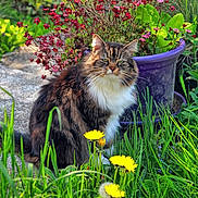 Pépette participe au concours pour gagner de l'argent avec cette photo : animal, cat, cute, dandelion, feline, flower_pot, fluffy, garden, grass, green_leaves, nature, outdoor, pet, plant, purple_pot, red_flowers, sitting, spring, sunlight, tabby
