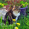 animal, cat, cute, dandelion, feline, flower_pot, fluffy, garden, grass, green_leaves, nature, outdoor, pet, plant, purple_pot, red_flowers, sitting, spring, sunlight, tabby