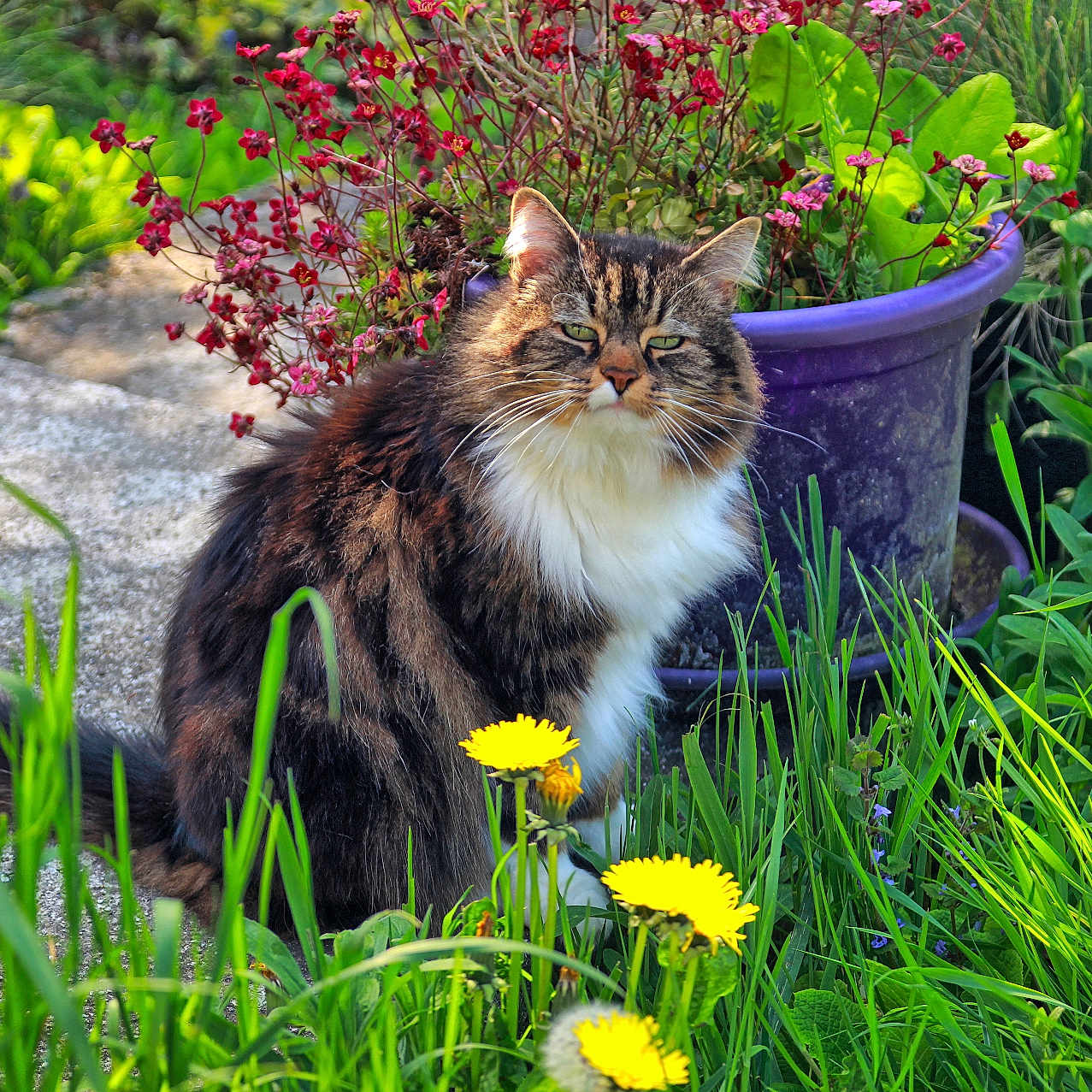 Pépette