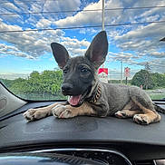 Gunner is registered to the contest to win money with this photo: puppy, dog, dashboard, car, sky, clouds, outdoor, happy, ears, tongue, pet, animal, collar, window, nature, greenery, transportation, road, sunlight, cute