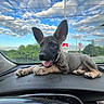 puppy, dog, dashboard, car, sky, clouds, outdoor, happy, ears, tongue, pet, animal, collar, window, nature, greenery, transportation, road, sunlight, cute
