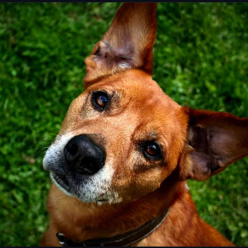 Pupuce a rejoint le concours — aidez-le/la à gagner de superbes lots ! accessories, animal, ball, bulldog, canine, chihuahua, dog, grass, hound, husky, lawn, outdoors, pet, plant, puppy, snout, sport, strap, tennis, tennisball