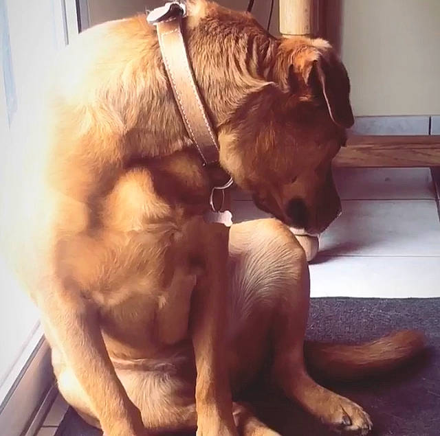 Pupuce participe au concours pour gagner de l'argent avec cette photo : canidae, carnivore, companion_dog, dog, dog_breed, ear, fawn, fur, hand, human, love, puppy, puppy_love, sporting_group, tail