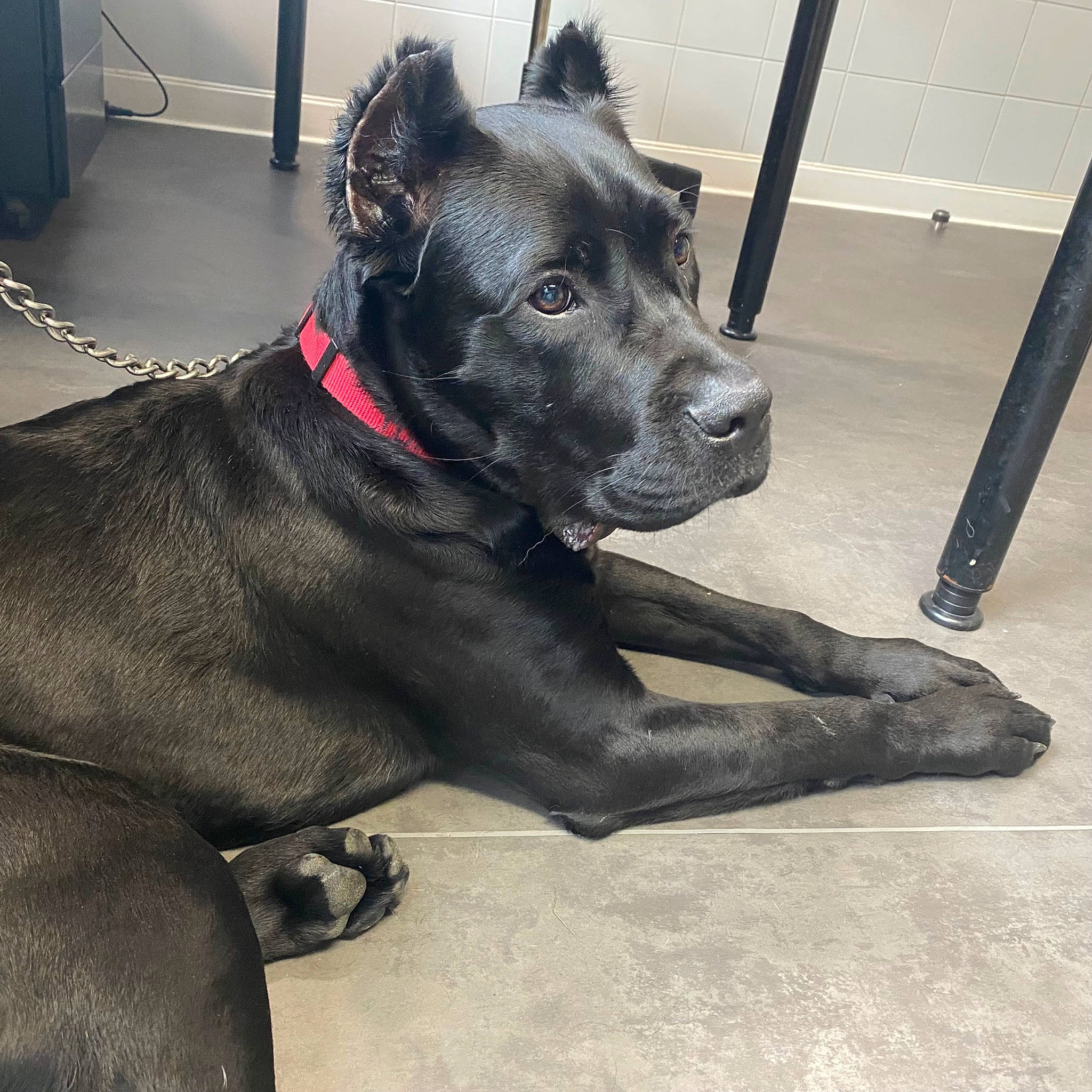 Meyers participe au concours pour gagner de l'argent avec cette photo : borador, canidae, carnivore, collar, companion_dog, dog, dog_breed, dog_collar, fawn, flooring, fur, guard_dog, leash, snout, sporting_group, tail, whiskers, window, working_animal, working_dog