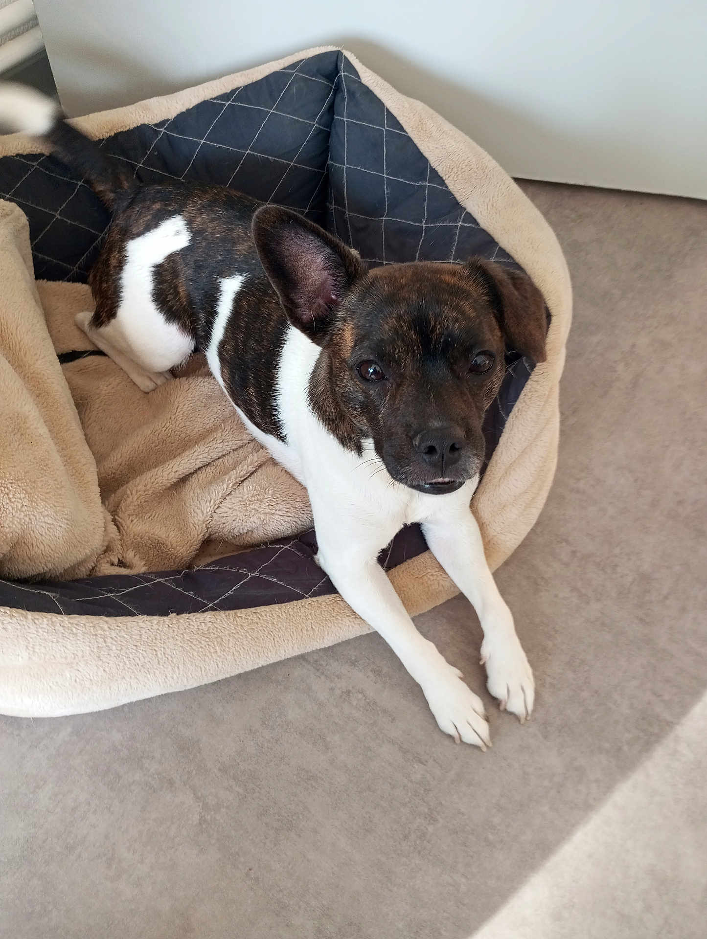Aby a rejoint le concours — aidez-le/la à gagner de superbes lots ! dog, pet_bed, brindle_coat, white_fur, tail, ear, floor, indoor, animal, canine, resting, looking_up, cozy, comfortable, curious, paw, bed, domestic_animal, furniture, relaxed