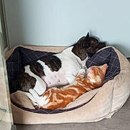 Aby a rejoint le concours — aidez-le/la à gagner de superbes lots ! dog, cat, pet_bed, sleeping, resting, cozy, indoor, floor, orange_cat, brindle_dog, animal_friendship, fur, relaxation, domestic_animals, companions, snuggling, quiet, home, cute, peaceful