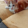 Caramel participe au concours pour gagner de l'argent avec cette photo : kitten, cat, orange_cat, white_cat, pet, animal, feline, blue_eyes, soft_blanket, couch, indoor, cute, young, fur, whiskers, relaxed, resting, close_up, domestic_animal, cozy