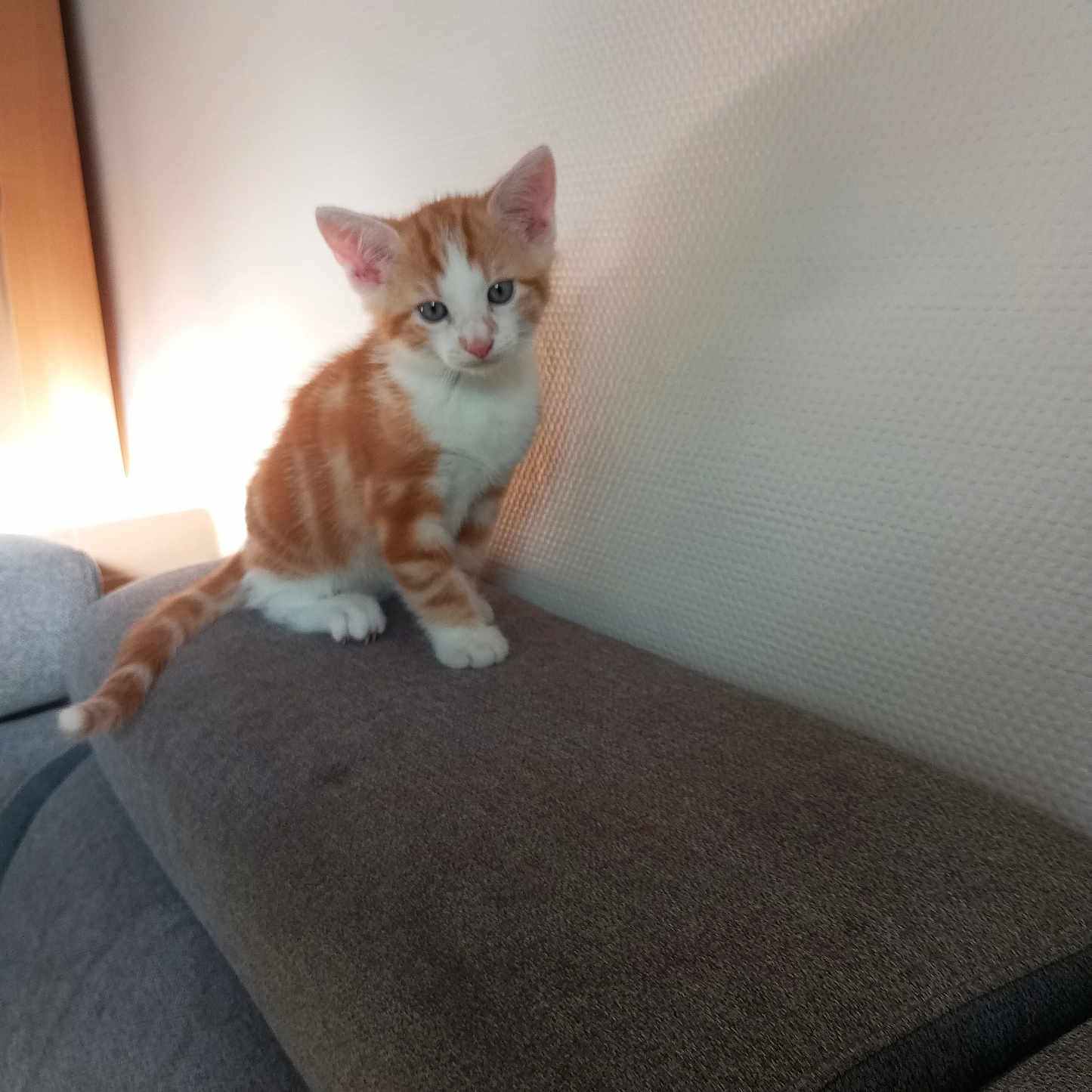 Caramel participe au concours pour gagner de l'argent avec cette photo : animal, cat, couch, curious, cute, domestic, ears, feline, furniture, indoor, kitten, orange_and_white, pet, sitting, small, soft_light, texture, wall, whiskers, young_animal