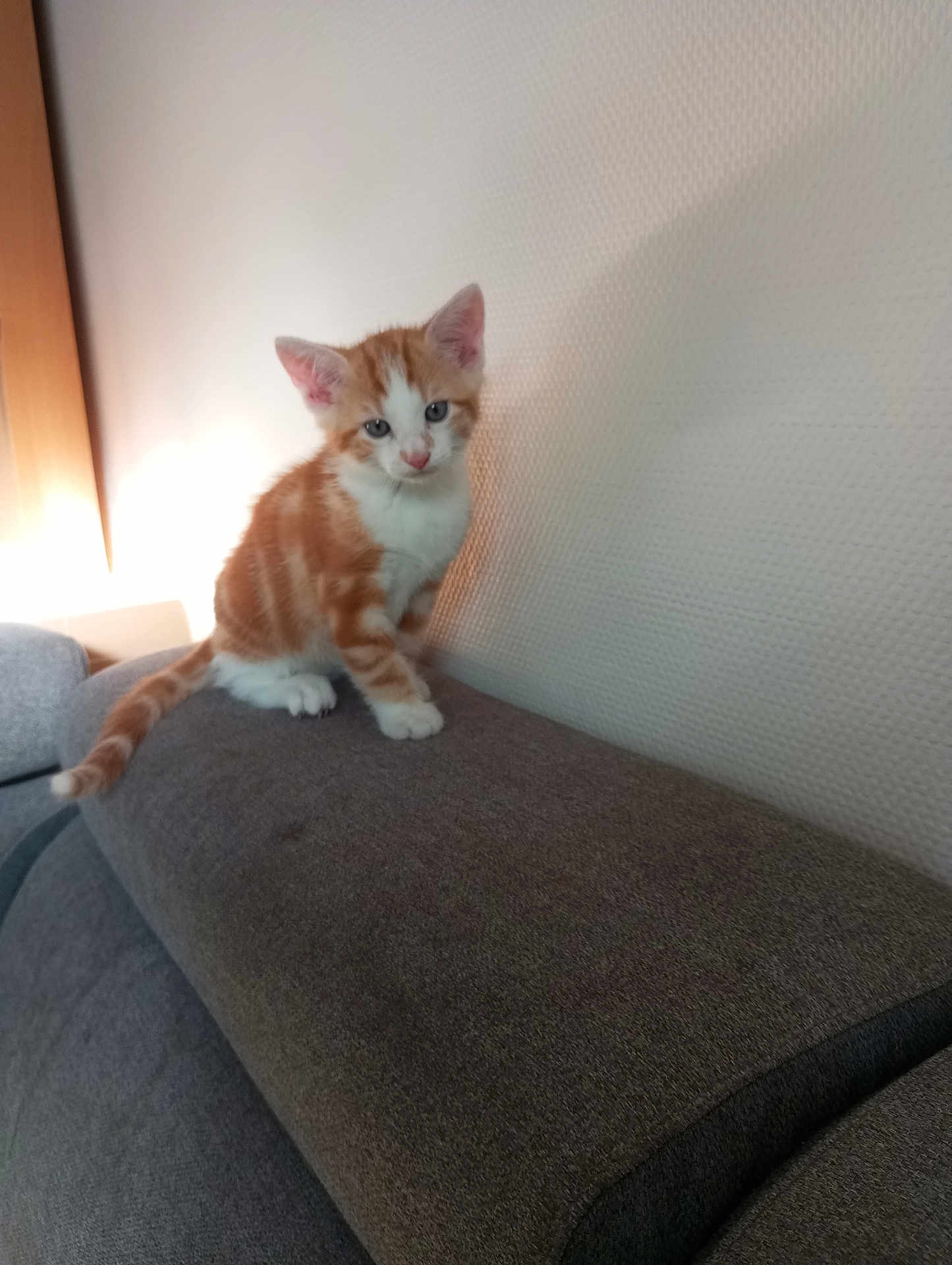 Caramel participe au concours pour gagner de l'argent avec cette photo : kitten, cat, orange_and_white, couch, indoor, pet, feline, young_animal, curious, sitting, texture, wall, soft_light, domestic, animal, furniture, cute, small, whiskers, ears