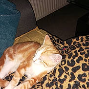 Caramel participe au concours pour gagner de l'argent avec cette photo : cat, orange_cat, white_cat, striped_cat, leopard_print_blanket, blanket, furniture, couch, indoor, relaxing, sleeping, pet, animal, fur, cozy, home, radiator, paw, ear, resting