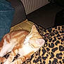 cat, orange_cat, white_cat, striped_cat, leopard_print_blanket, blanket, furniture, couch, indoor, relaxing, sleeping, pet, animal, fur, cozy, home, radiator, paw, ear, resting