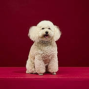 Orfée participe au concours pour gagner de l'argent avec cette photo : dog, white_dog, poodle, curly_fur, pet, sitting, studio, portrait, happy, smiling, fluffy, collar, indoor, red_background, animal, cute, domestic_animal, friendly, fur, canine
