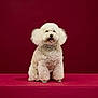 dog, white_dog, poodle, curly_fur, pet, sitting, studio, portrait, happy, smiling, fluffy, collar, indoor, red_background, animal, cute, domestic_animal, friendly, fur, canine