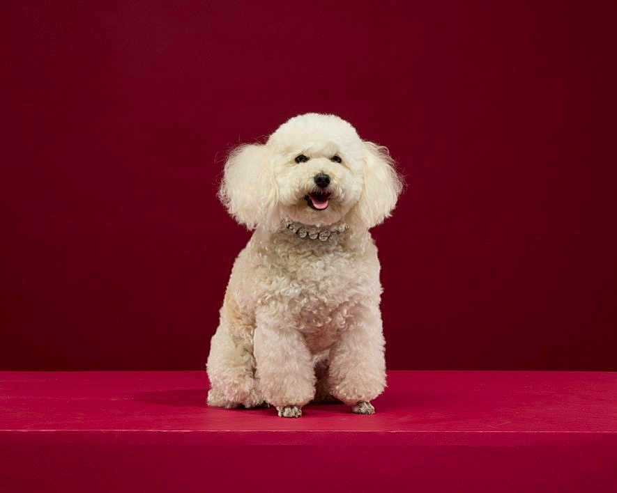 Orfée participe au concours pour gagner de l'argent avec cette photo : dog, white_dog, poodle, curly_fur, pet, sitting, studio, portrait, happy, smiling, fluffy, collar, indoor, red_background, animal, cute, domestic_animal, friendly, fur, canine