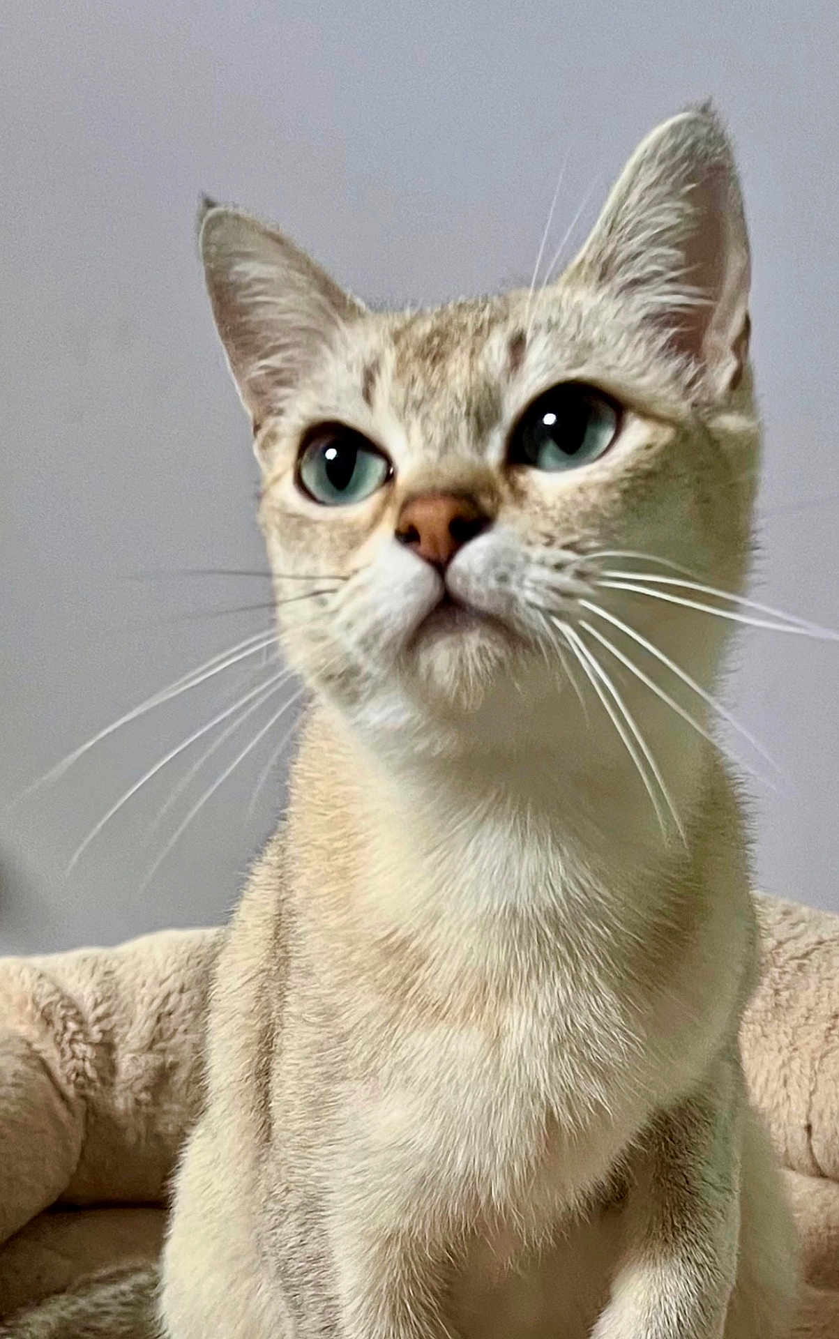 Tia