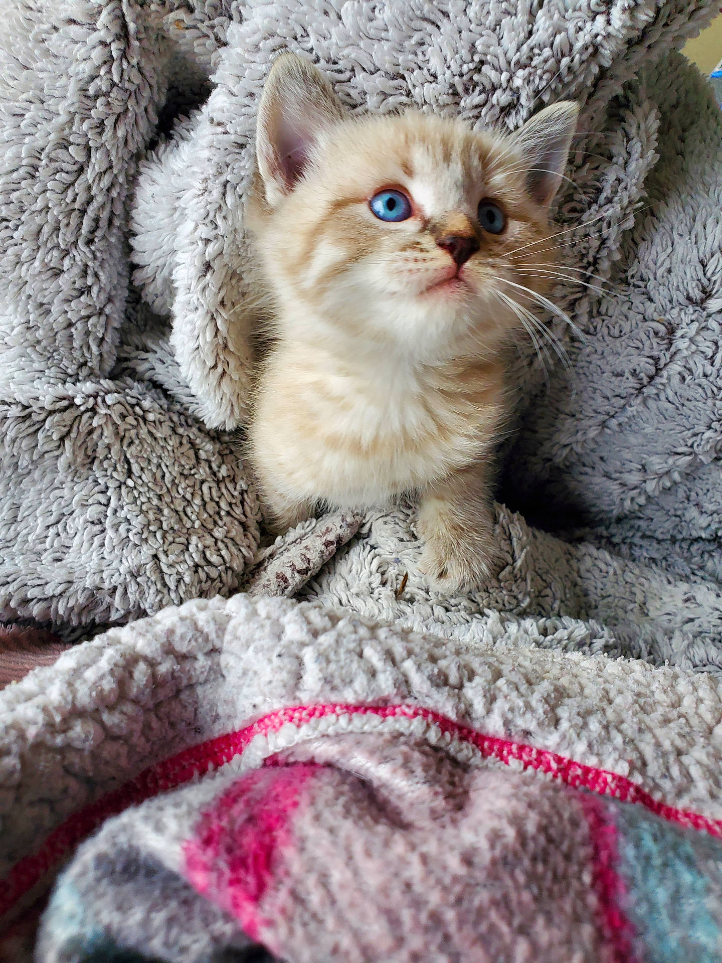 Cosmo joined the competition — help win amazing prizes! abyssinian, animal, blanket, cat, homedecor, kitten, laundry, linen, manx, pet, quilt, siamese, towel