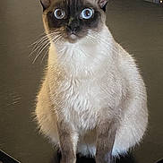 Fran joined the competition — help win amazing prizes! cat, siamese_cat, pet, animal, blue_eyes, sitting, portrait, indoors, dining_table, chair, furniture, whiskers, pointed_ears, short_hair, cream_fur, dark_face, brown_fur, alert, home, photography