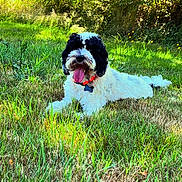 Cole is registered to the contest to win money with this photo: dog, grass, outdoor, nature, pet, canine, collar, tongue_out, happy, sunlight, greenery, animal, laying_down, fur, summer, playful, field, mammal, cute, daytime