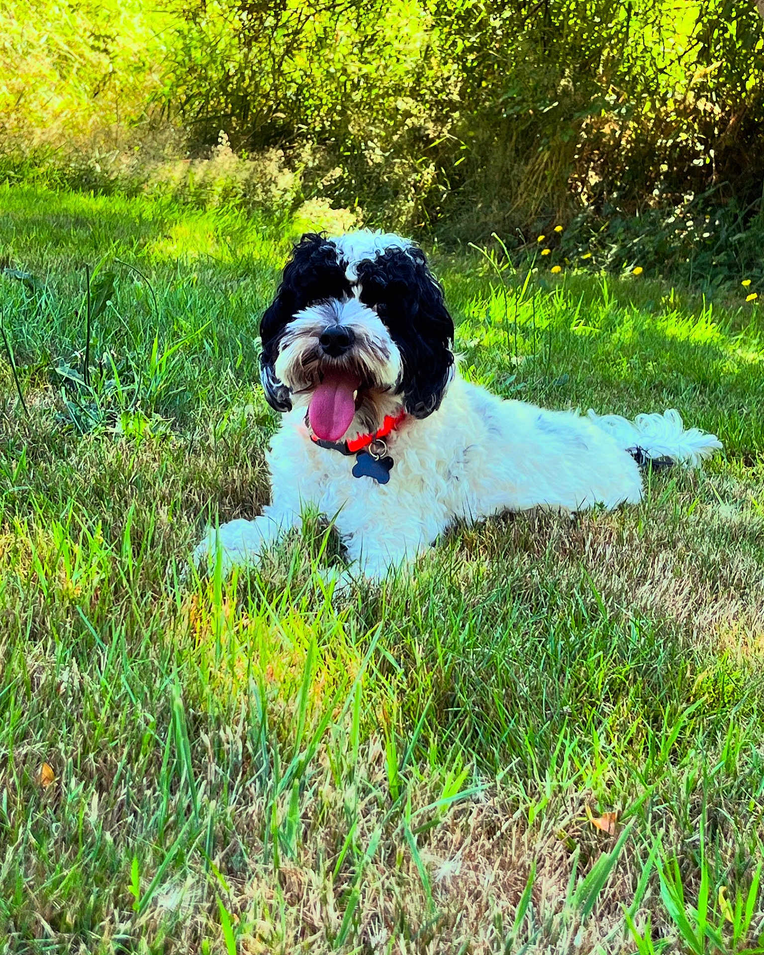 Cole is registered to the contest to win money with this photo: dog, grass, outdoor, nature, pet, canine, collar, tongue_out, happy, sunlight, greenery, animal, laying_down, fur, summer, playful, field, mammal, cute, daytime