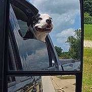 Diva is registered to the contest to win money with this photo: dog, car, side_mirror, reflection, outdoor, sky, clouds, road, vehicle, greenery, happy, canine, window, travel, summer, daytime, transportation, pet, nature, roadside