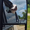 dog, car, side_mirror, reflection, outdoor, sky, clouds, road, vehicle, greenery, happy, canine, window, travel, summer, daytime, transportation, pet, nature, roadside
