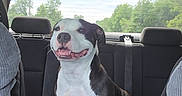 Diva joined the competition — help win amazing prizes! dog, black_and_white, car_interior, backseat, blanket, happy, smiling, pet, animal, canine, seatbelt, window, outdoor_view, trees, sunlight, road_trip, transportation, fur, domestic_animal, companionship