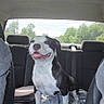 dog, black_and_white, car_interior, backseat, blanket, happy, smiling, pet, animal, canine, seatbelt, window, outdoor_view, trees, sunlight, road_trip, transportation, fur, domestic_animal, companionship