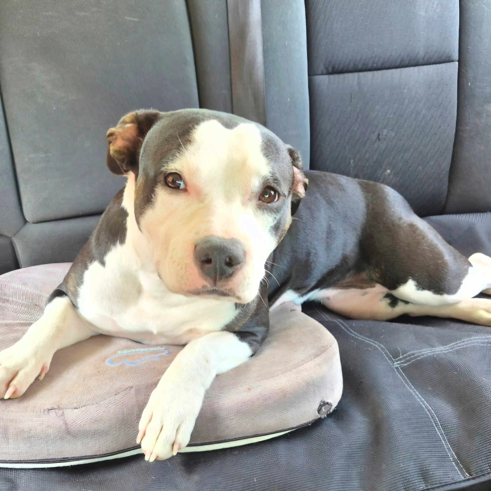 Diva joined the competition — help win amazing prizes! dog, black_and_white, cushion, car_seat, pet, animal, laying_down, indoors, relaxed, canine, fur, mammal, companion, seat, looking_at_camera, paw, snout, ears, expression, domestic_animal