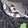 Diva is registered to the contest to win money with this photo: dog, blanket, couch, pillow, indoor, pet, resting, cozy, black_and_white, fur, cute, lying_down, sleepy, home, comfort, domestic, animal, canine, relaxed, snuggled