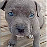 Junior joined the competition — help win amazing prizes! puppy, dog, canine, blue_eyes, gray_coat, short_hair, floppy_ears, paw, claws, snout, nose, animal, pet, portrait, close_up, sitting, wooden_deck, outdoor, phone_screenshot, gallery_interface