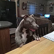 Junior joined the competition — help win amazing prizes! dog, canine, gray_dog, white_chest, standing, paws_on_table, dining_table, kitchen, living_room, home, chair, refrigerator, couch, window, curtains, television, indoor, pet, curious, funny
