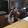 dog, canine, gray_dog, white_chest, standing, paws_on_table, dining_table, kitchen, living_room, home, chair, refrigerator, couch, window, curtains, television, indoor, pet, curious, funny