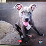 Junior joined the competition — help win amazing prizes! dog, puppy, gray_dog, sitting, tongue_out, happy, pet, couch, blanket, indoor, home, portrait, close_up, floppy_ears, blue_eyes, white_chest, fuzzy_blanket, phone_screen, photograph, playful