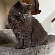 Chevy joined the competition — help win amazing prizes! animal, carpet, cat, cozy, curious, domestic_cat, feline, fluffy, fur, gray_cat, home, house, indoors, looking_away, pet, portrait, sitting, stairs, wooden_banister, yellow_eyes