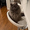 Chevy joined the competition — help win amazing prizes! animal, bar_stool, cat, chrome, curious, domestic_cat, feline, fluffy_cat, gray_cat, home_interior, household, indoor, kitchen, looking_at_camera, modern_furniture, pet, refrigerator, seated, white_stool, wooden_floor