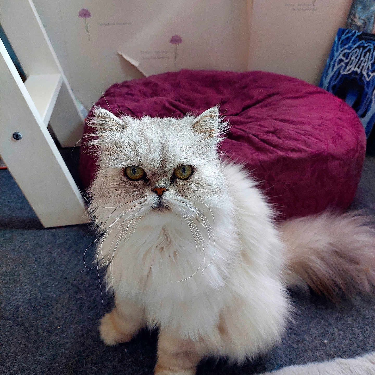 Izis a rejoint le concours — aidez-le/la à gagner de superbes lots ! animal, bean_bag, carpet, cat, cozy, cute, fluffy, fur, furniture, home, indoor, looking_at_camera, persian_cat, pet, room, sitting, tail, whiskers, white_cat, yellow_eyes