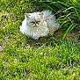 cat, fluffy_cat, white_cat, grass, outdoor, greenery, bush, flowers, orange_flowers, sunlight, nature, relaxing, pet, animal, feline, resting, garden, peaceful, summer, daytime