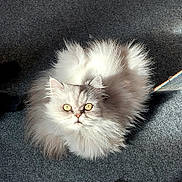 Izis a rejoint le concours — aidez-le/la à gagner de superbes lots ! cat, fluffy, white, yellow_eyes, indoor, carpet, sunlight, pet, animal, feline, fur, closeup, looking_up, bright, soft, cute, domestic, whiskers, portrait, relaxed