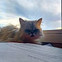 cat, fluffy, window, sky, paper, document, indoor, animal, pet, fur, face, grumpy, light, shadow, blur, background, resting, closeup, sheet, writing