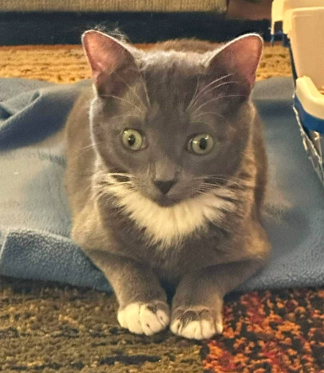 Smeagol is registered to the contest to win money with this photo: carnivore, cat, chartreux, domestic_short_haired_cat, door, fawn, felidae, fur, paw, photo_caption, russian_blue, serveware, sitting, small_to_medium_sized_cats, snout, tableware, tail, terrestrial_animal, thai, whiskers