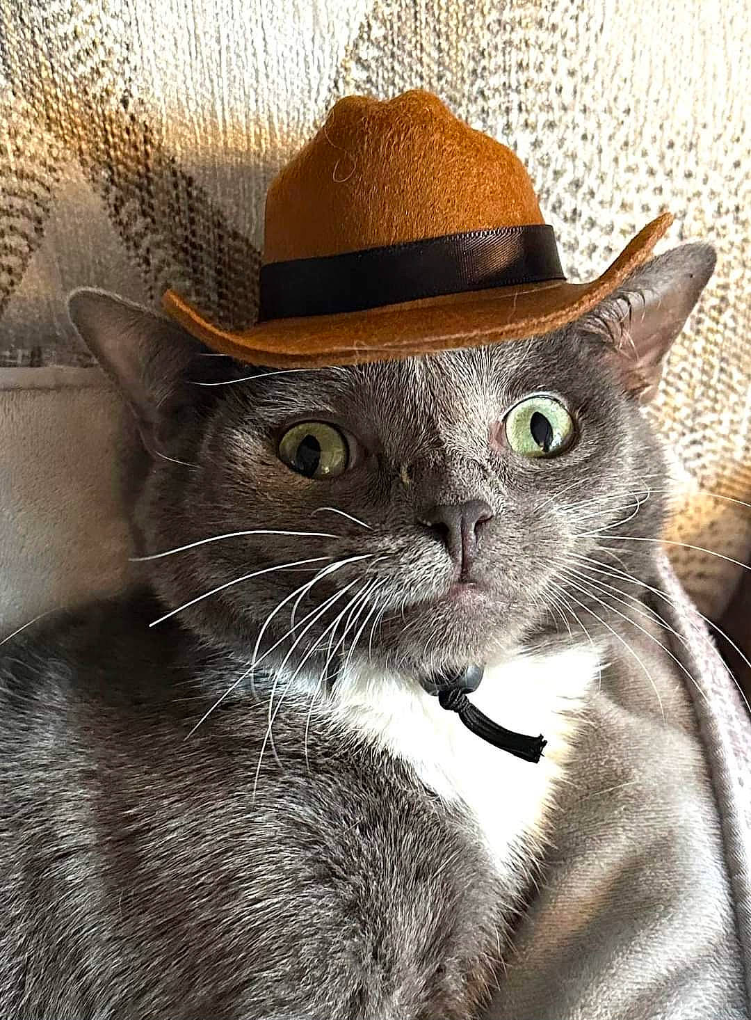 Smeagol joined the competition — help win amazing prizes! carnivore, cat, costume_hat, cowboy_hat, domestic_short_haired_cat, fashion_accessory, fedora, felidae, fur, hat, mammal, small_to_medium_sized_cats, snout, sun_hat, sunglasses, terrestrial_animal, vertebrate, whiskers