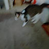 Yowie is registered to the contest to win money with this photo: animal, black, blur, blurred, brown, carpet, cat, domestic, feline, floor, fur, furniture, household, indoor, motion_blur, moving, pet, tail, walking, white