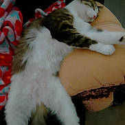 Yowie joined the competition — help win amazing prizes! armrest, blanket, brown, cat, comfort, cozy, cushion, feline, fluffy, fur, home, indoor, napping, pet, relaxed, resting, sleeping, soft, striped, white