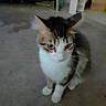 Yowie is registered to the contest to win money with this photo: animal, background, blurry, box, carpet, cat, closeup, curious, domestic, ears, eyes, feline, fur, home, indoor, pet, photo_frame, photography, sitting, whiskers