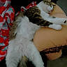 cat, sleeping, fluffy, cushion, blanket, red, white, pattern, relaxed, indoor, pet, feline, cozy, resting, fur, animal, comfort, closeup, cute, domestic