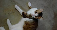 Yowie is registered to the contest to win money with this photo: animal, brown, carpet, cat, cute, domestic, ears, eyes, floor, fur, indoor, laying_down, looking_up, mammal, pet, portrait, relaxed, tabby, whiskers, white