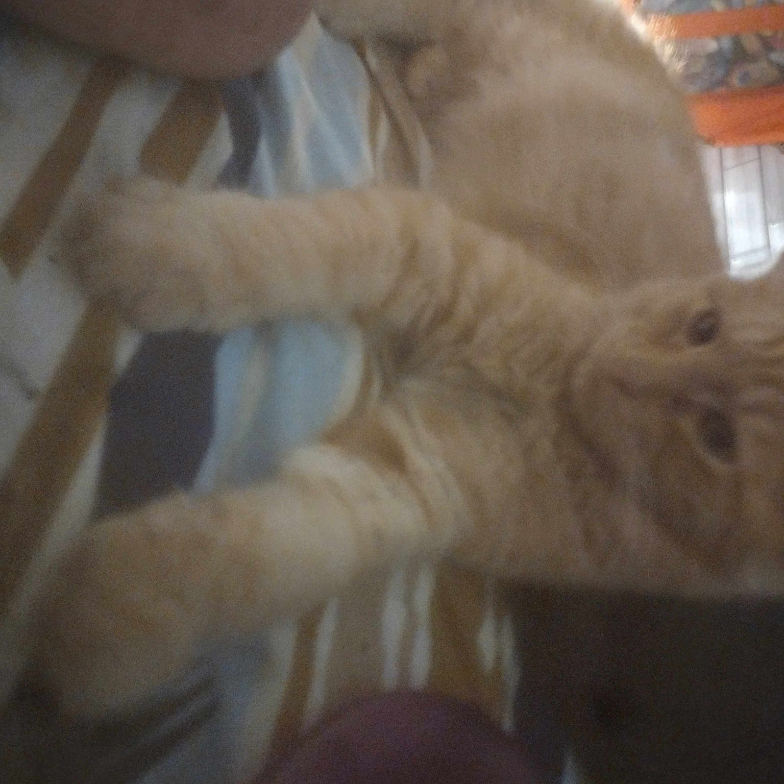 Garfield And Possum