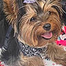 dog, terrier, small_dog, long_hair, brown_fur, black_fur, fluffy, happy, smiling, tongue_out, close_up, portrait, bow, bandana, collar, leash, pet, indoors, floral_blanket, cute