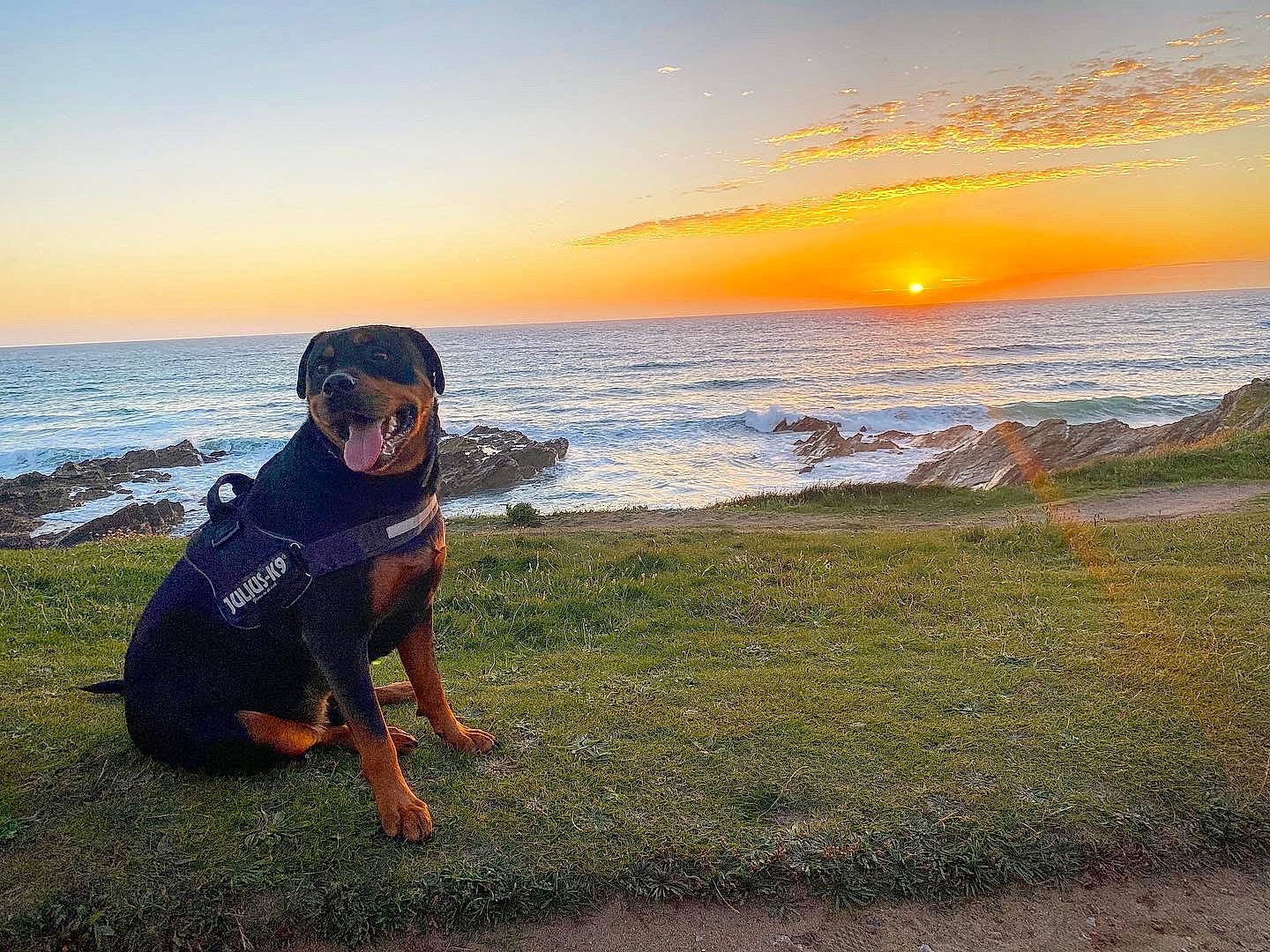 Drogo is registered to the contest to win money with this photo: beach, canidae, cloud, coast, dobermann, dog, fun, grass, guard_dog, horizon, morning, ocean, sea, shore, sky, summer, sunrise, sunset, vacation, wave